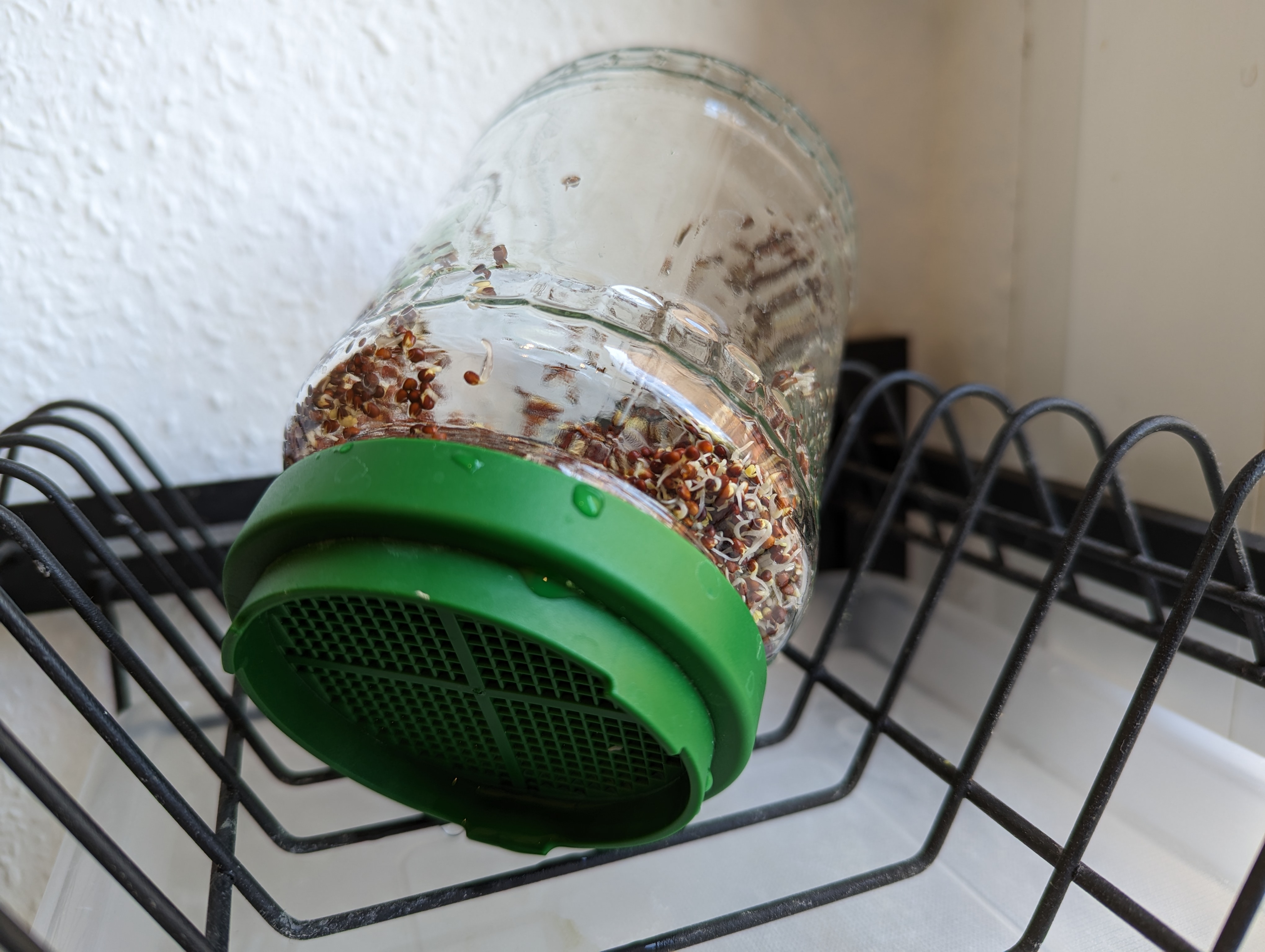 /blog/2023-06-05_broccoli_sprouts_soaking/mason_jar_draining.jpg