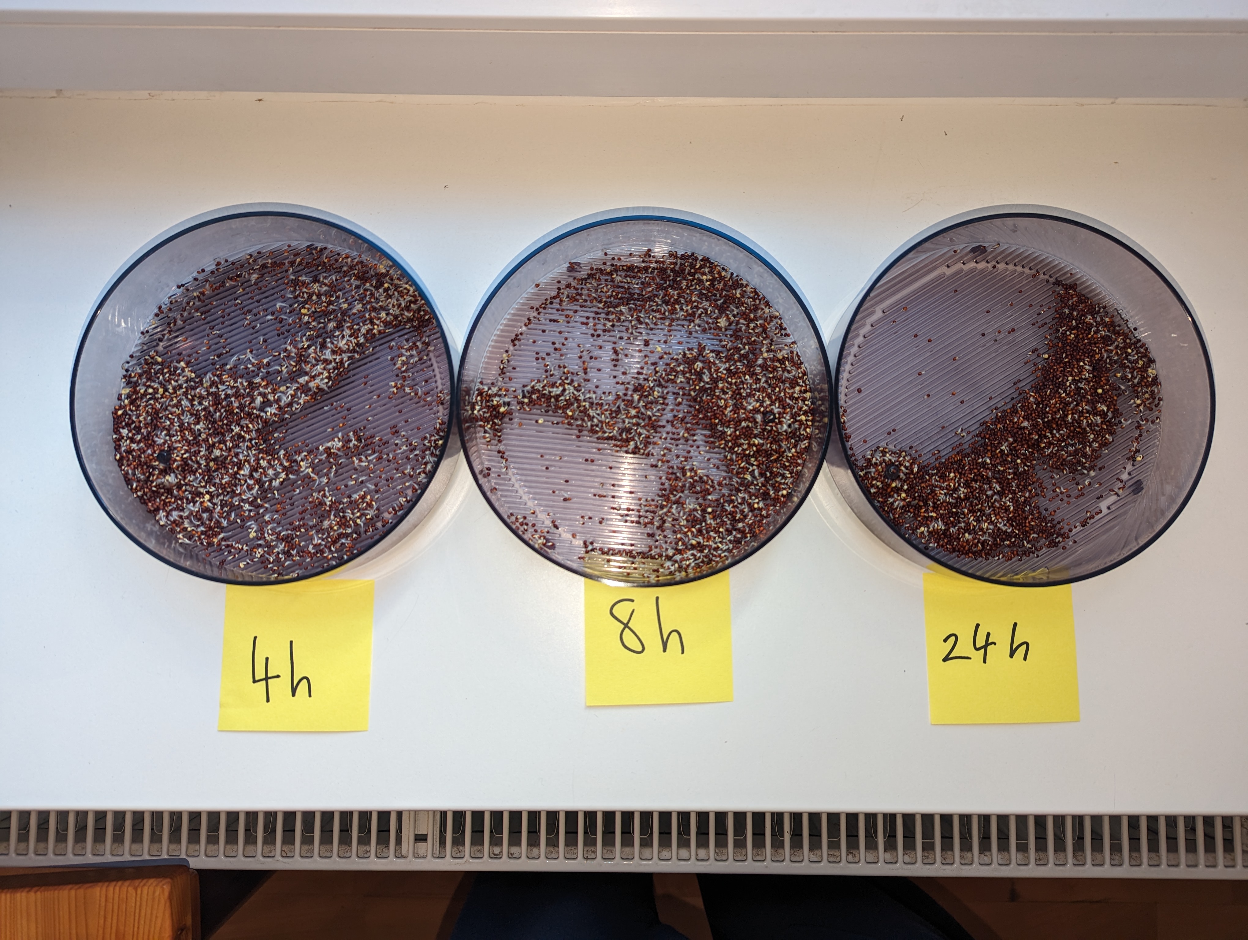 /blog/broccoli_sprouts_soaking/2023-05-30.jpg /blog/broccoli_sprouts_soaking/2023-05-30.jpg