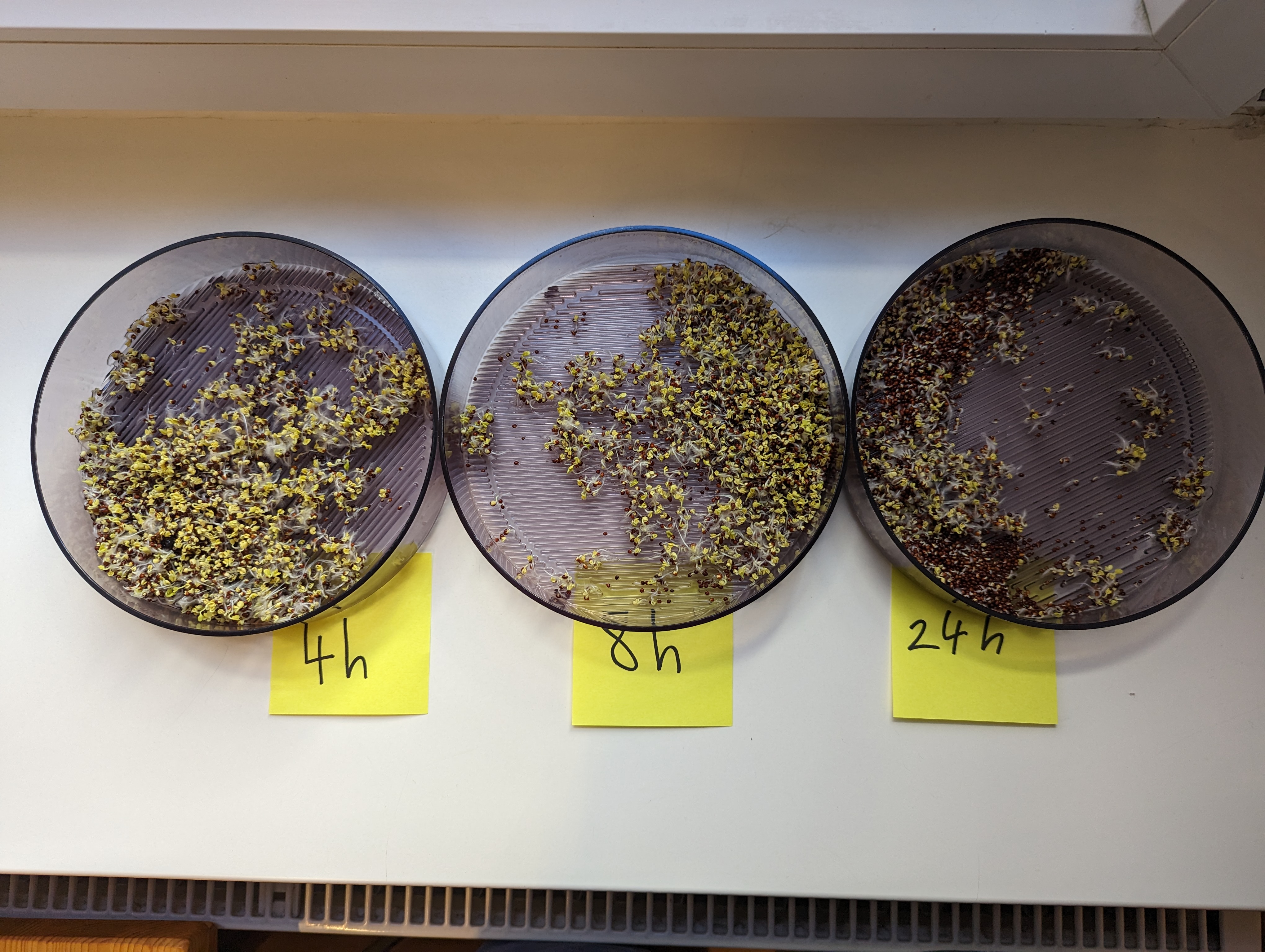 /blog/broccoli_sprouts_soaking/2023-05-31.jpg /blog/broccoli_sprouts_soaking/2023-05-31.jpg