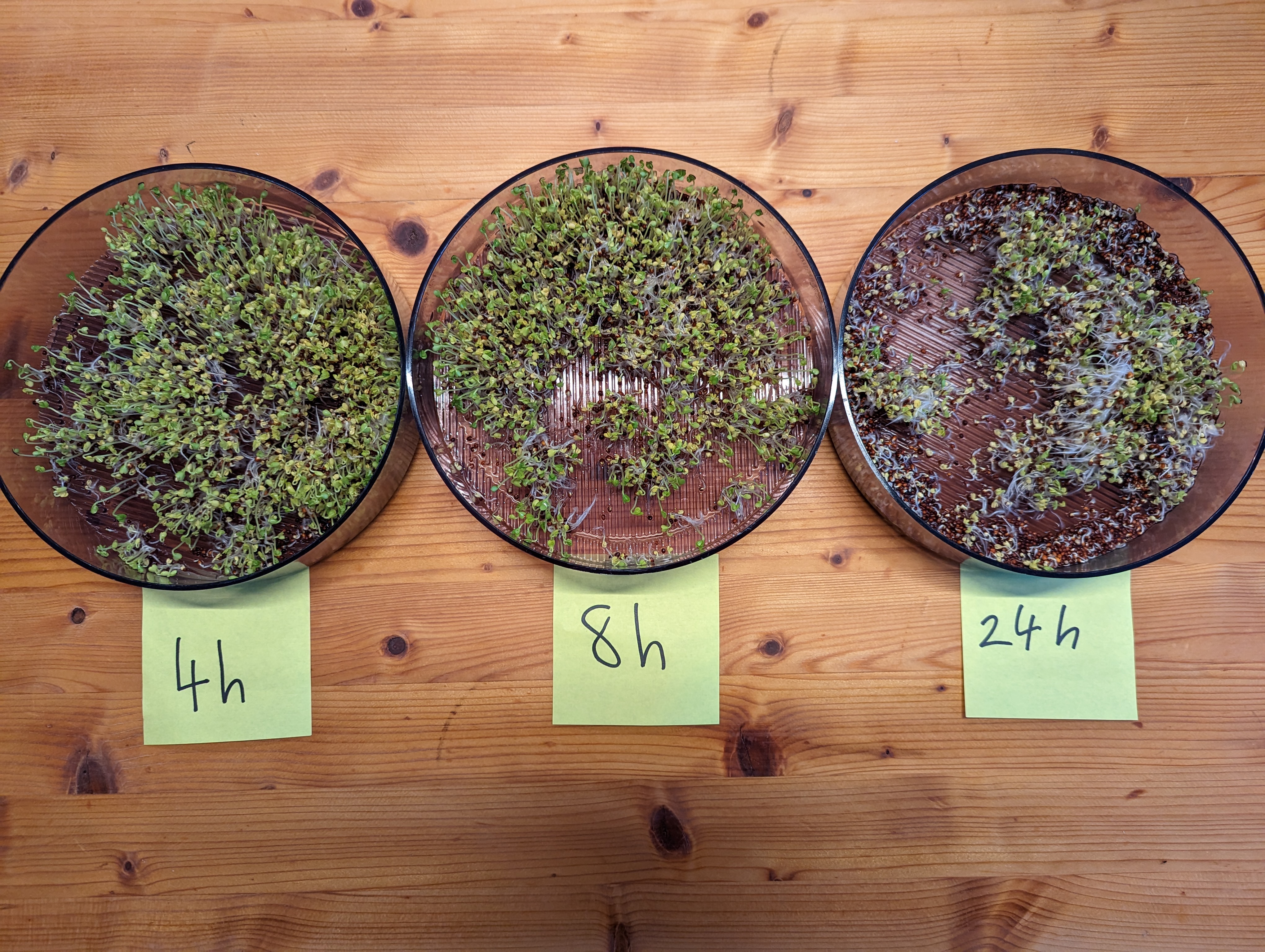 /blog/broccoli_sprouts_soaking/2023-06-01.jpg /blog/broccoli_sprouts_soaking/2023-06-01.jpg